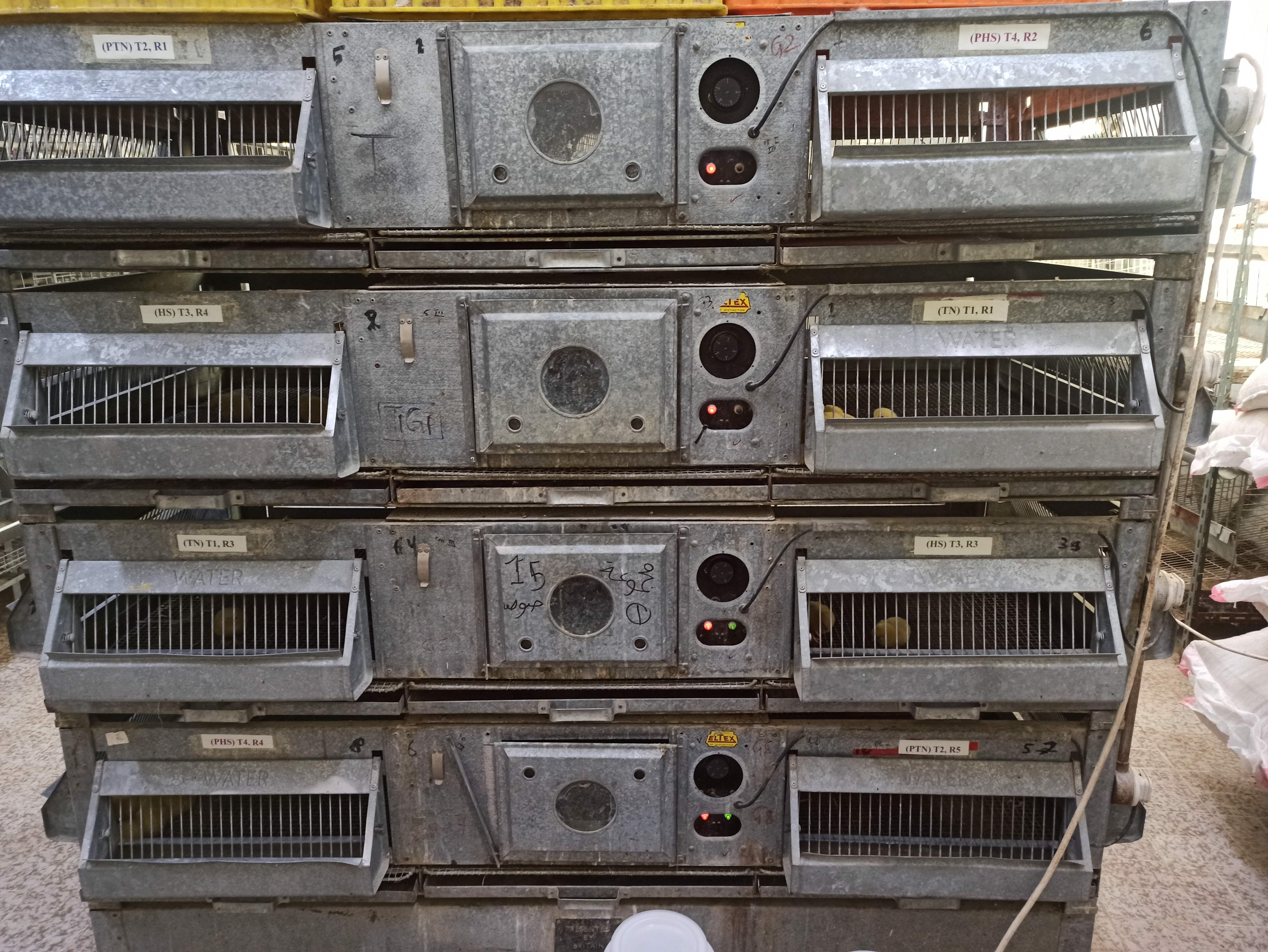 Broiler rearing cages.jpg