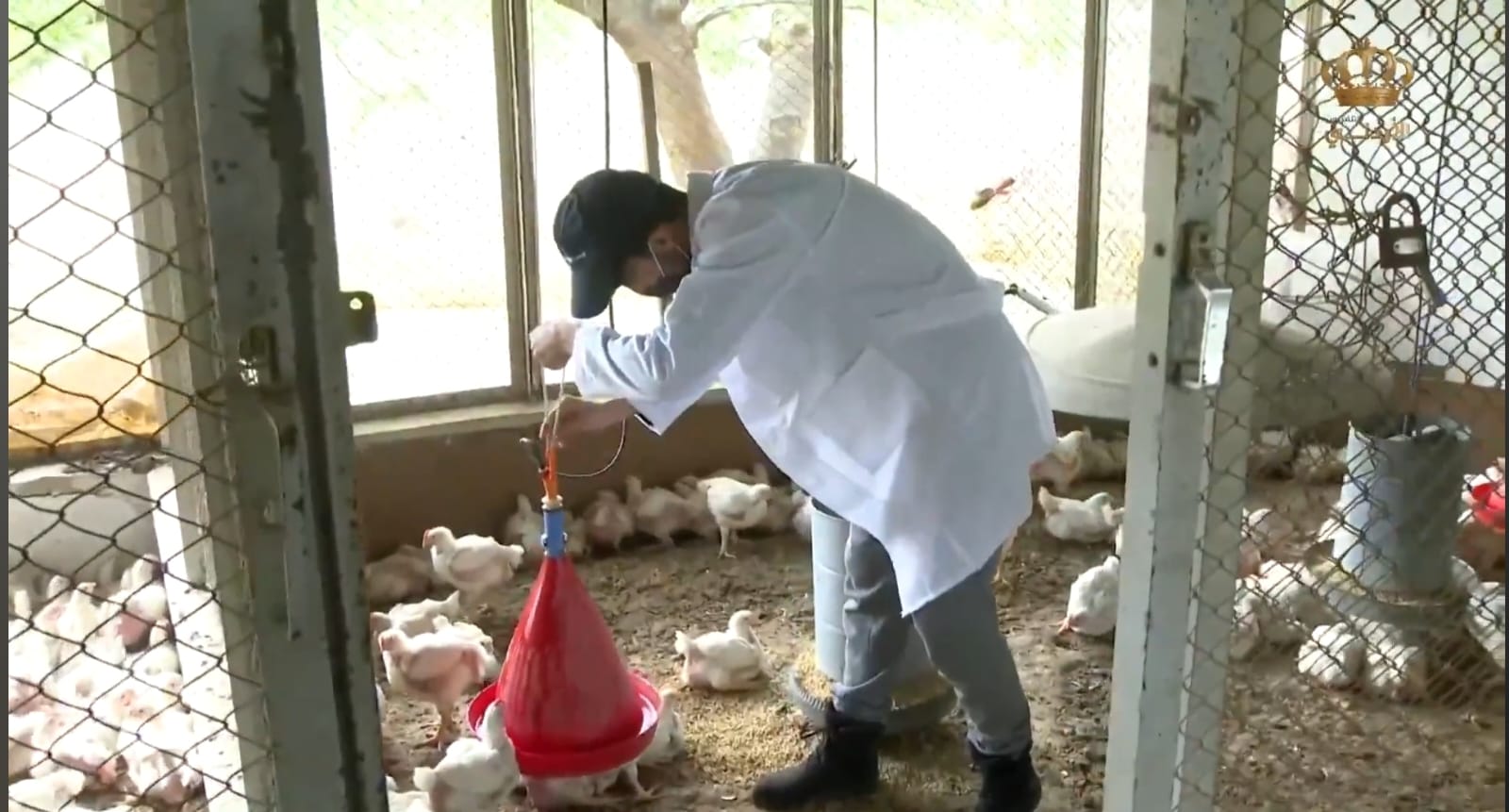 Chicks 2.jpg