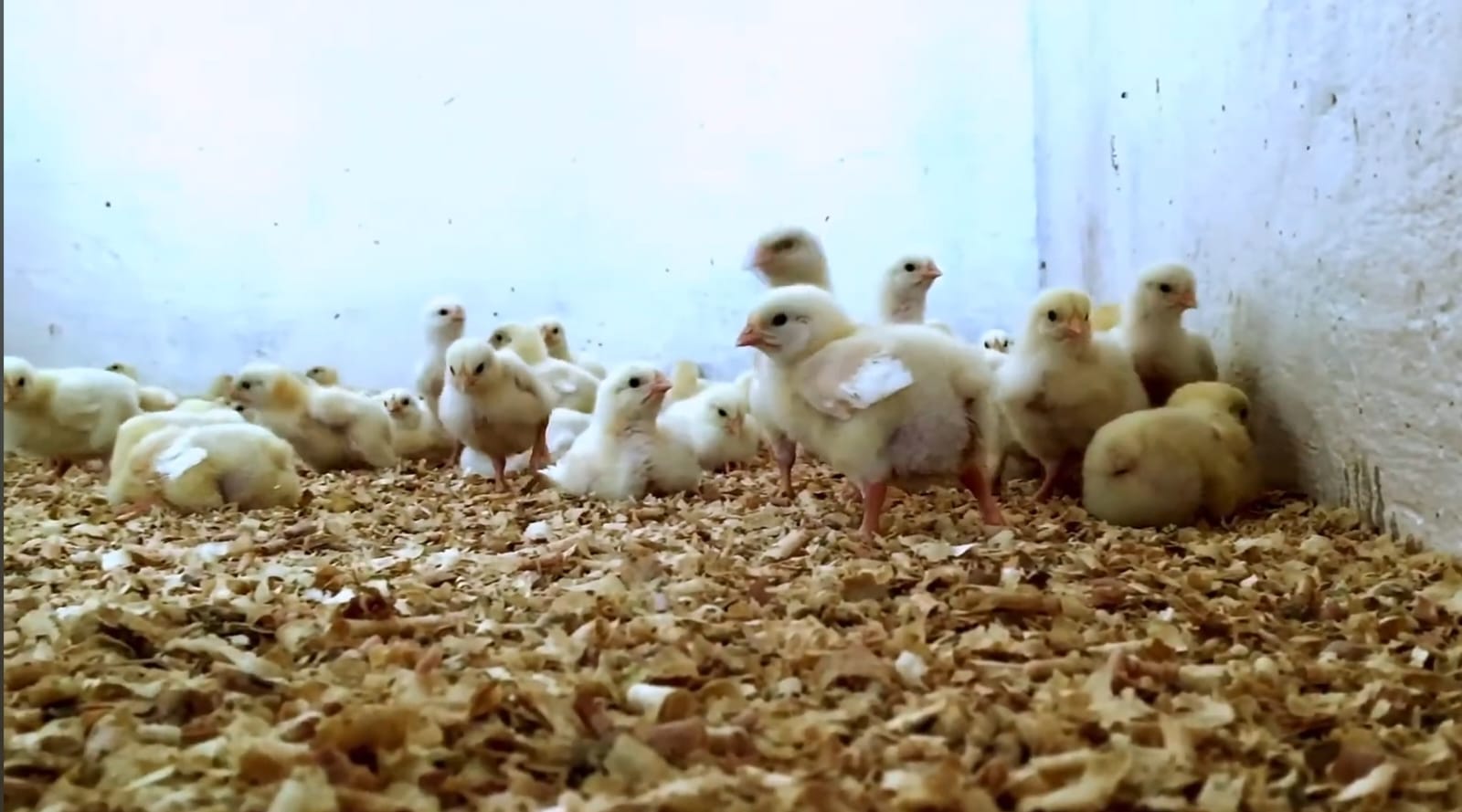 Chicks.jpg