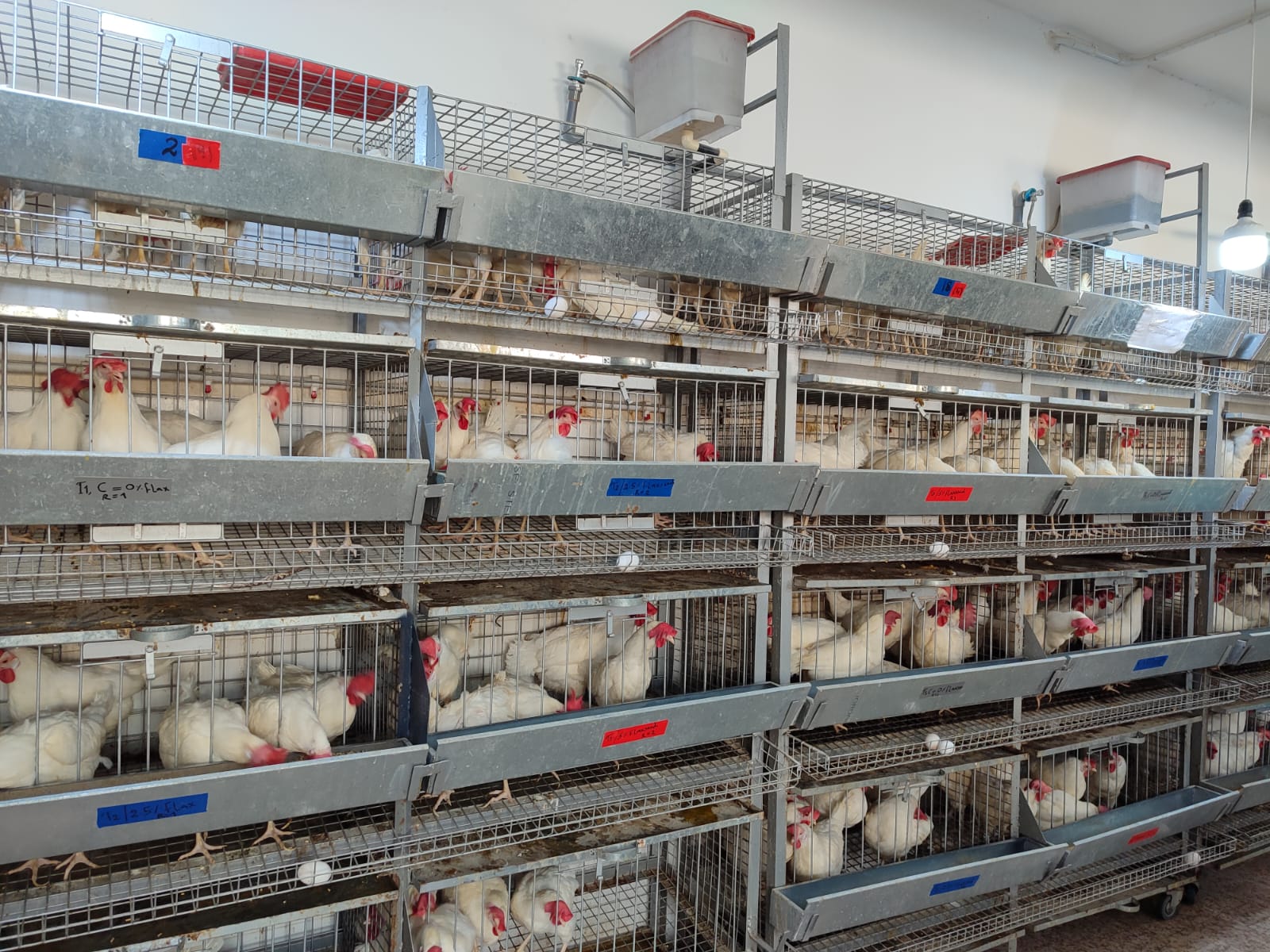 Hen cages.jpg
