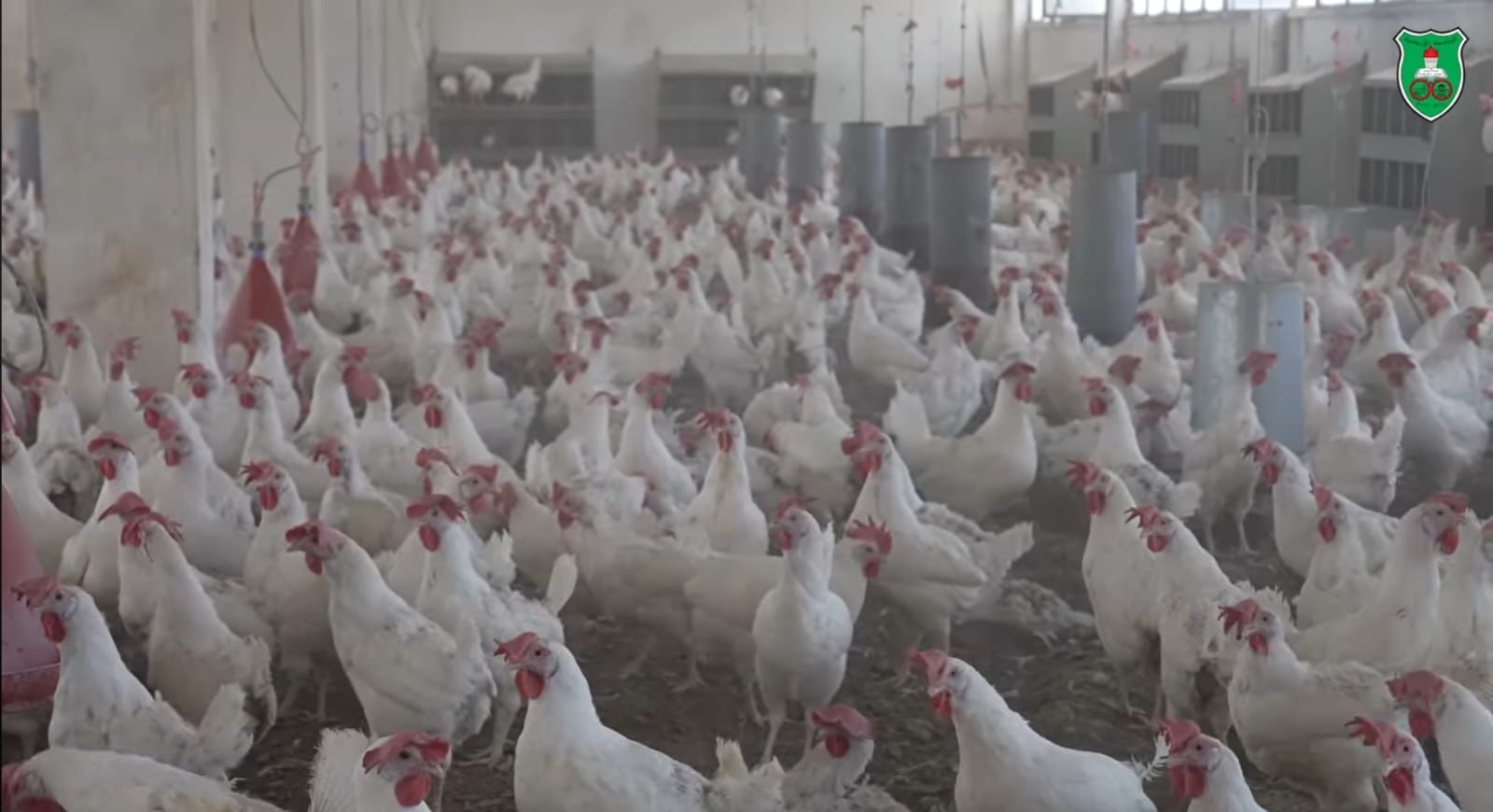Hens.jpg