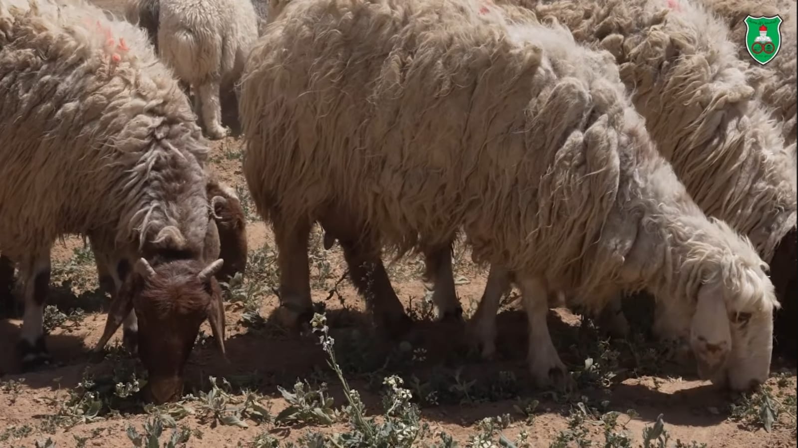 Sheep.jpg