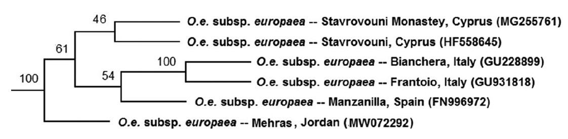 Phylo - plastome.jpg
